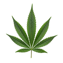 Vibrant green cannabis leaf, palmate shape, serrated leaflets, intricate veins, on a transparent background, isolated, no shadows, top-down UHD photo, concept for botanical study and commercial