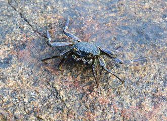 A crab is standing on a rock