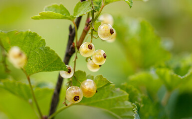 A cluster of small yellow berries on a green leaf