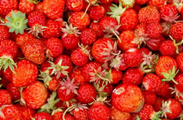 A close up of a bunch of red strawberries
