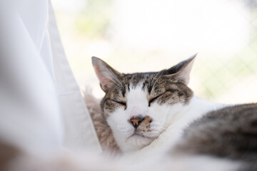 Obraz premium 窓辺でくつろぐ可愛い猫 キジトラ白 