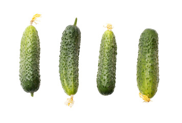 Four cucumbers with green skin and white seeds