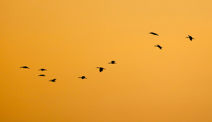 A flock of birds flying in a line across a yellow sky