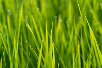 朝露に濡れる稲穂