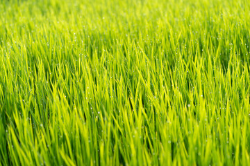 朝露に濡れる稲穂