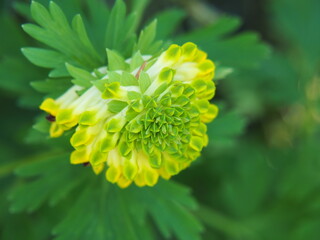 Corydalis lutea flowering under fir branches – yellow flowers of yellow fumitory in a shady spring garden. Wild woodland plant blooming at the base of conifer tree.