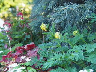 Corydalis lutea flowering under fir branches – yellow flowers of yellow fumitory in a shady spring garden. Wild woodland plant blooming at the base of conifer tree.