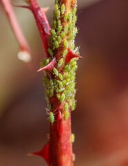 Aphids on a plant stem in nature