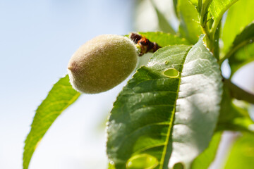 A green leafy tree with a nut on it
