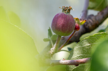 Small apples on a tree in spring.