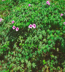 Delicate pink morning glories blooming amidst lush green foliage creating a tranquil natural...