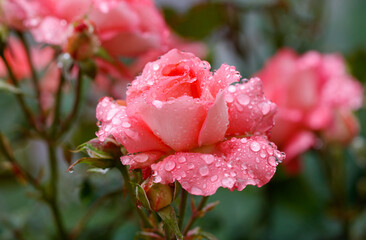 A rose with dew drops on it
