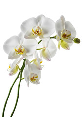 transparent Phalaenopsis orchid flowers with deep yellow labellum and red-pink accents, blooming naturally on a vibrant green arching stem, isolated on a transparent seamless background with studio