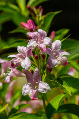 Weigela Bristol Ruby red flowers - Latin name - Weigela florida Bristol Ruby