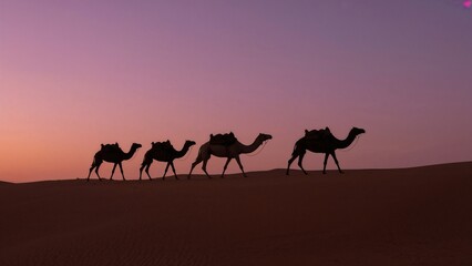 camels in the desert