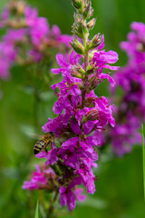 Purple loosestrife Lythrum salicaria inflorescence. Flower spike of plant in the family Lythraceae, associated with wet habitats