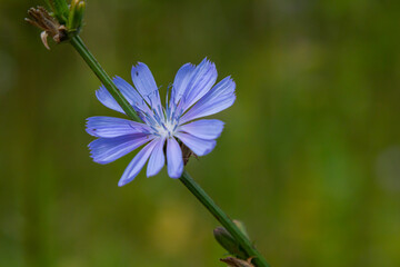 Beautiful chicory flowers grow on stems in the wild. Field of wild herbal plants. Green blurred...