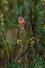 Onobrychis arenaria. Hungarian Sainfoin. Pink and green floral background. Delicate pink flowers in...