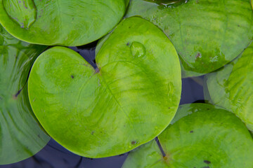 Hydrocharis morsus-ranae, frogbit, is a flowering plant belonging to the genus Hydrocharis in the...