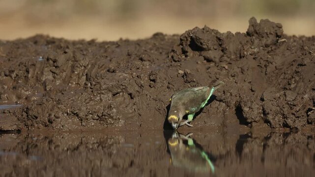 A cute Meyer's parrot walking down the muddy edge of a waterhole for a drink. With beautiful reflection filmed from an underground hide in Mashatu Game Reserve, Botswana.