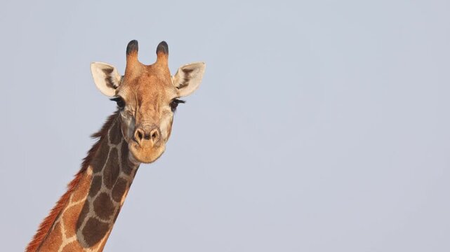 Medium closeup of a female giraffe turning her head and looking into the camera with a clear blue sky as background, Mashatu Game Reserve Botswana.