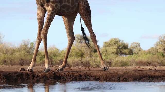 Medium closeup of a female giraffe drinking at a waterhole in front of an underground hide, Mashatu Game Reserve, Botswana.