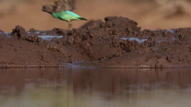 A Meyer's parrot standing on the edge of a waterhole before flying away. Filmed from a low angle in Mashatu Game Reserve, Botswana.