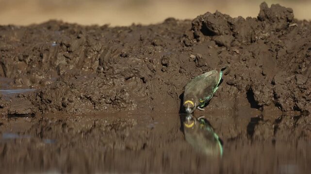 A cute Meyer's parrot having a drink at a waterhole. With beautiful reflection filmed from an underground hide in Mashatu Game Reserve, Botswana.