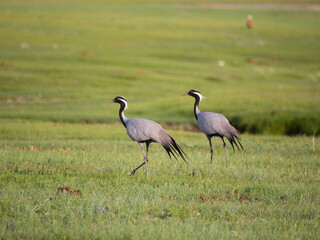 Pair of Demoiselle Cranes on grassland