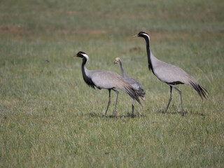 Obraz premium Parents and child of Demoiselle Cranes on grassland