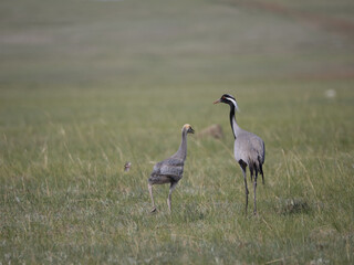 Parent and child of Demoiselle Cranes on grassland