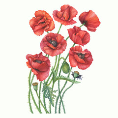 Bouquet with red common poppy flower with leaves (Papaver rhoeas, corn poppy). Floral botanical greeting card. Hand drawn watercolor painting illustration isolated on white background.