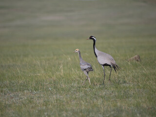 Parent and child of Demoiselle Cranes on grassland