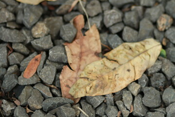 leaf on the stone