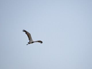 Demoiselle Crane flying