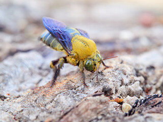 Xylocopa pubescens, known as the Pubescent Carpenter Bee