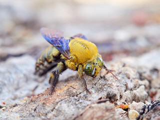 Xylocopa pubescens, known as the Pubescent Carpenter Bee
