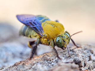 Xylocopa pubescens, known as the Pubescent Carpenter Bee