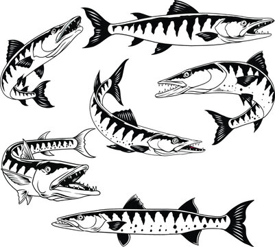 Set of baracuda fish with hand drawing illustration style
