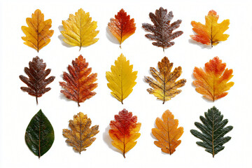 Collection of dried autumn leaves arranged by color