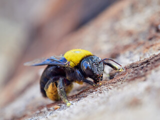 Xylocopa pubescens, known as the Pubescent Carpenter Bee