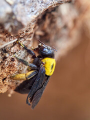 Xylocopa pubescens, known as the Pubescent Carpenter Bee