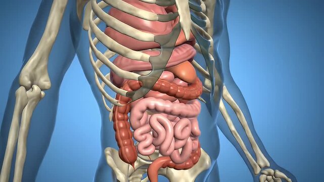 Human digestive system anatomy