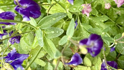 vibrant purple and pink wildflowers with fresh raindrops on green leaves in macro view for nature print or botanical design

