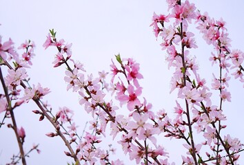満開の桃の花（白鳳）20250405