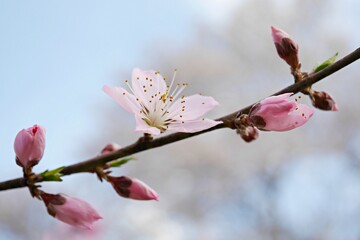満開の桃の花（白鳳）20250404