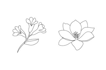 Delicate flower outlines floral bloom