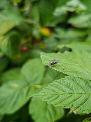 Close-up of a common housefly resting on a green leaf with blurred foliage in the background.