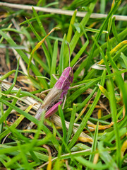 Close-up of a pink grasshopper sitting in green grass in a natural outdoor environment.