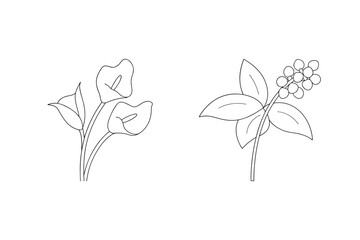 Calla lily and berry branch line art floral botanical